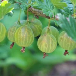 Stikkelsbær 'Invicta' Ribes Uva-crispa 'Invicta' 3,5 Liter Potte -Sirius Butik p1984 50642 ribes uva crispa invicta c7fe