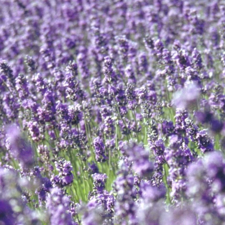 Ægte Lavendel Øko Lavandula Angustifolia Frøpose, Antal Pr. Pakke, Ca. 20 Stk. 2 Ægte Lavendel Øko Lavandula Angustifolia Frøpose, Antal Pr. Pakke, Ca. 20 Stk. - Billede 2