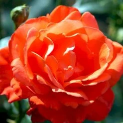 'Alexander' Rosa X 'Alexander' (storblomstrende) A-Kvalitet,- Barrods Roser Min. 3 Grene -Sirius Butik p2025 51200 rosa x alexander storblomstrende 22b8