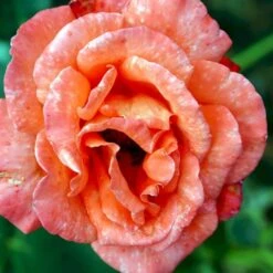 'Alexander' Rosa X 'Alexander' (storblomstrende) A-Kvalitet,- Barrods Roser Min. 3 Grene -Sirius Butik p2025 51201 rosa x alexander storblomstrende 4e45