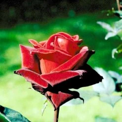 'Barkarole'® Rosa X 'Barkarole'® (Storblomstrende) A-Kvalitet,- Barrods Roser Min. 3 Grene -Sirius Butik p2026 51209 rosa x barkarole storblomstrende 9c30