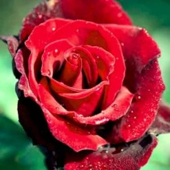 'Barkarole'® Rosa X 'Barkarole'® (Storblomstrende) A-Kvalitet,- Barrods Roser Min. 3 Grene -Sirius Butik p2026 51210 rosa x barkarole storblomstrende cb8c