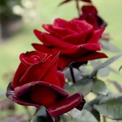 'Barkarole'® Rosa X 'Barkarole'® (Storblomstrende) A-Kvalitet,- Barrods Roser Min. 3 Grene -Sirius Butik p2026 53963 rosa x barkarole storblomstrende 02e7