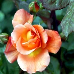 'Bellevue' Rosa X 'Bellevue' (Storblomstrende) A-Kvalitet,- Barrods Roser Min. 3 Grene -Sirius Butik p2027 51213 rosa x bellevue storblomstrende 1b9d