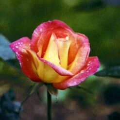 'Bellevue' Rosa X 'Bellevue' (Storblomstrende) A-Kvalitet,- Barrods Roser Min. 3 Grene -Sirius Butik p2027 51214 rosa x bellevue storblomstrende 4f2e