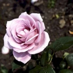 'Blue Moon'® Rosa X 'Blue Moon'® (Storblomstrende) A-Kvalitet,- Barrods Roser Min. 3 Grene -Sirius Butik p2028 51221 rosa x blue moon storblomstrende d163