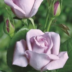 'Blue Moon'® Rosa X 'Blue Moon'® (Storblomstrende) A-Kvalitet,- Barrods Roser Min. 3 Grene -Sirius Butik p2028 53982 rosa x blue moon storblomstrende 3d99