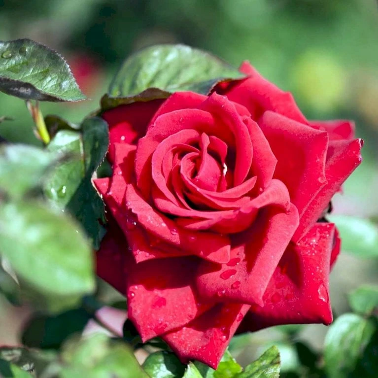 'Burgund 81'® Rosa X 'Burgund 81'® (Storblomstrende) A-Kvalitet,- Barrods Roser Min. 3 Grene 1 'Burgund 81'® Rosa X 'Burgund 81'® (Storblomstrende) A-Kvalitet,- Barrods Roser Min. 3 Grene