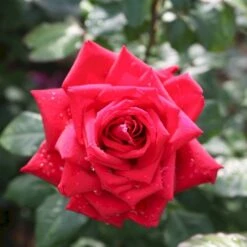 'Burgund 81'® Rosa X 'Burgund 81'® (Storblomstrende) A-Kvalitet,- Barrods Roser Min. 3 Grene 8 'Burgund 81'® Rosa X 'Burgund 81'® (Storblomstrende) A-Kvalitet,- Barrods Roser Min. 3 Grene -Sirius Butik p2029 53552 rosa x burgund 81 storblomstrende 0093