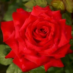 'Burgund 81'® Rosa X 'Burgund 81'® (Storblomstrende) A-Kvalitet,- Barrods Roser Min. 3 Grene 9 'Burgund 81'® Rosa X 'Burgund 81'® (Storblomstrende) A-Kvalitet,- Barrods Roser Min. 3 Grene -Sirius Butik p2029 53553 rosa x burgund 81 storblomstrende dfd0