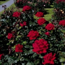 'Burgund 81'® Rosa X 'Burgund 81'® (Storblomstrende) A-Kvalitet,- Barrods Roser Min. 3 Grene 10 'Burgund 81'® Rosa X 'Burgund 81'® (Storblomstrende) A-Kvalitet,- Barrods Roser Min. 3 Grene -Sirius Butik p2029 53554 rosa x burgund 81 storblomstrende bfe9