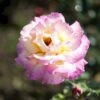 'Chicago Peace' Rosa X 'Chicago Peace' (Storblomstrende) A-Kvalitet,- Barrods Roser Min. 3 Grene
