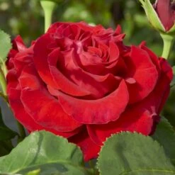 'Courage'™ Rosa X 'Courage'™ (Storblomstrende) A-Kvalitet,- Barrods Roser Min. 3 Grene