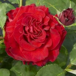 'Courage'™ Rosa X 'Courage'™ (Storblomstrende) A-Kvalitet,- Barrods Roser Min. 3 Grene 15 'Courage'™ Rosa X 'Courage'™ (Storblomstrende) A-Kvalitet,- Barrods Roser Min. 3 Grene -Sirius Butik p2033 51241 rosa x courage storblomstrende 0b1f