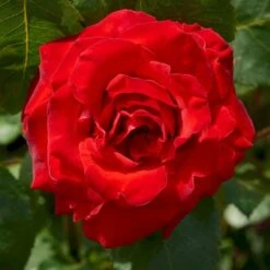 'Courage'™ Rosa X 'Courage'™ (Storblomstrende) A-Kvalitet,- Barrods Roser Min. 3 Grene 16 'Courage'™ Rosa X 'Courage'™ (Storblomstrende) A-Kvalitet,- Barrods Roser Min. 3 Grene -Sirius Butik p2033 51242 rosa x courage storblomstrende be06