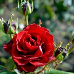 'Courage'™ Rosa X 'Courage'™ (Storblomstrende) A-Kvalitet,- Barrods Roser Min. 3 Grene 17 'Courage'™ Rosa X 'Courage'™ (Storblomstrende) A-Kvalitet,- Barrods Roser Min. 3 Grene -Sirius Butik p2033 51243 rosa x courage storblomstrende 3d7a