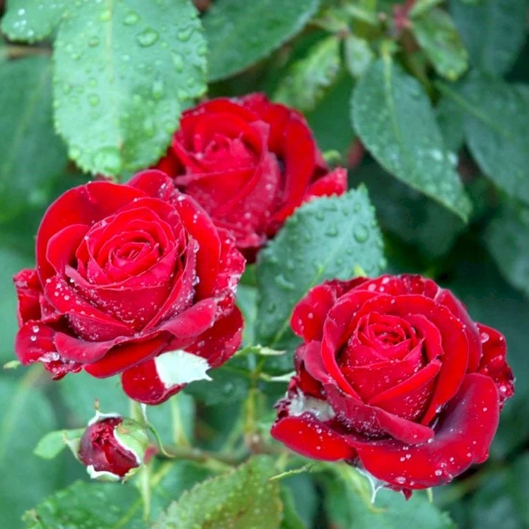 'Courage'™ Rosa X 'Courage'™ (Storblomstrende) A-Kvalitet,- Barrods Roser Min. 3 Grene 6 'Courage'™ Rosa X 'Courage'™ (Storblomstrende) A-Kvalitet,- Barrods Roser Min. 3 Grene - Billede 6