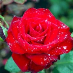 'Courage'™ Rosa X 'Courage'™ (Storblomstrende) A-Kvalitet,- Barrods Roser Min. 3 Grene 19 'Courage'™ Rosa X 'Courage'™ (Storblomstrende) A-Kvalitet,- Barrods Roser Min. 3 Grene -Sirius Butik p2033 51245 rosa x courage storblomstrende 3706