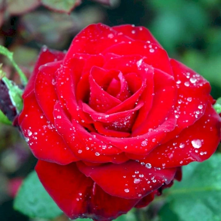 'Courage'™ Rosa X 'Courage'™ (Storblomstrende) A-Kvalitet,- Barrods Roser Min. 3 Grene 7 'Courage'™ Rosa X 'Courage'™ (Storblomstrende) A-Kvalitet,- Barrods Roser Min. 3 Grene - Billede 7