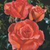 'Dronning Ingrid'™ Rosa X 'Dronning Ingrid'™ (storblomstrende) A-Kvalitet,- Barrods Roser Min. 3 Grene