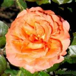 'Dronning Ingrid'™ Rosa X 'Dronning Ingrid'™ (storblomstrende) A-Kvalitet,- Barrods Roser Min. 3 Grene -Sirius Butik p2036 51248 rosa x dronning ingrid storblomstrende edd6