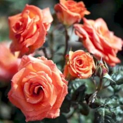 'Dronning Ingrid'™ Rosa X 'Dronning Ingrid'™ (storblomstrende) A-Kvalitet,- Barrods Roser Min. 3 Grene -Sirius Butik p2036 51249 rosa x dronning ingrid storblomstrende 2ec0
