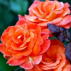 'Dronning Ingrid'™ Rosa X 'Dronning Ingrid'™ (storblomstrende) A-Kvalitet,- Barrods Roser Min. 3 Grene -Sirius Butik p2036 51251 rosa x dronning ingrid storblomstrende f2ac