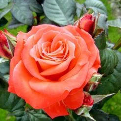 'Dronning Ingrid'™ Rosa X 'Dronning Ingrid'™ (storblomstrende) A-Kvalitet,- Barrods Roser Min. 3 Grene -Sirius Butik p2036 51252 rosa x dronning ingrid storblomstrende 4a09
