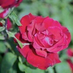 'Erotika'® Rosa X 'Erotika'® (Storblomstrende) A-Kvalitet,- Barrods Roser Min. 3 Grene -Sirius Butik p2040 51261 rosa x erotika storblomstrende b7c7