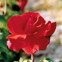 'Erotika'® Rosa X 'Erotika'® (Storblomstrende) A-Kvalitet,- Barrods Roser Min. 3 Grene -Sirius Butik p2040 51262 rosa x erotika storblomstrende ab98