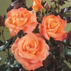 'Flora Danica'™ Rosa X 'Flora Danica'™ (Storblomstrende) A-Kvalitet,- Barrods Roser Min. 3 Grene -Sirius Butik p2041 51270 rosa x flora danica storblomstrende c570