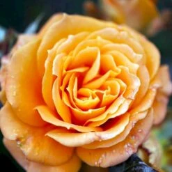 'Flora Danica'™ Rosa X 'Flora Danica'™ (Storblomstrende) A-Kvalitet,- Barrods Roser Min. 3 Grene -Sirius Butik p2041 51271 rosa x flora danica storblomstrende 3698