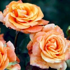 'Flora Danica'™ Rosa X 'Flora Danica'™ (Storblomstrende) A-Kvalitet,- Barrods Roser Min. 3 Grene -Sirius Butik p2041 51272 rosa x flora danica storblomstrende 7bdd