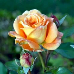 'Flora Danica'™ Rosa X 'Flora Danica'™ (Storblomstrende) A-Kvalitet,- Barrods Roser Min. 3 Grene -Sirius Butik p2041 51273 rosa x flora danica storblomstrende cde9