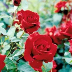 'Gisselfeld' Rosa X 'Gisselfeld' (Storblomstrende) A-Kvalitet,- Barrods Roser Min. 3 Grene -Sirius Butik p2044 51283 rosa x gisselfeld storblomstrende 90d9