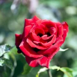 'Gisselfeld' Rosa X 'Gisselfeld' (Storblomstrende) A-Kvalitet,- Barrods Roser Min. 3 Grene -Sirius Butik p2044 51284 rosa x gisselfeld storblomstrende 437e