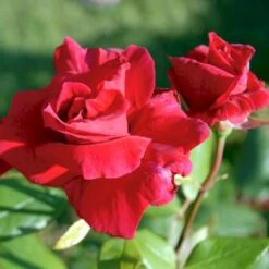 'Hanne' Rosa X 'Hanne' (Storblomstrende) A-Kvalitet,- Barrods Roser Min. 3 Grene -Sirius Butik p2045 51293 rosa x hanne storblomstrende b7d9