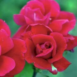 'Hanne' Rosa X 'Hanne' (Storblomstrende) A-Kvalitet,- Barrods Roser Min. 3 Grene -Sirius Butik p2045 51294 rosa x hanne storblomstrende 650d