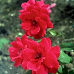 'Hanne' Rosa X 'Hanne' (Storblomstrende) A-Kvalitet,- Barrods Roser Min. 3 Grene -Sirius Butik p2045 51295 rosa x hanne storblomstrende e89e