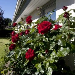 'Ingrid Bergman'® Rosa X 'Ingrid Bergman'® (Storblomstrende) A-Kvalitet,- Barrods Roser Min. 3 Grene -Sirius Butik p2046 51297 rosa x ingrid bergman storblomstrende 6a10