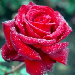 'Ingrid Bergman'® Rosa X 'Ingrid Bergman'® (Storblomstrende) A-Kvalitet,- Barrods Roser Min. 3 Grene -Sirius Butik p2046 51299 rosa x ingrid bergman storblomstrende 0091