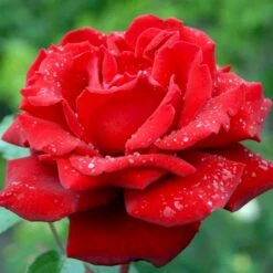 'Ingrid Bergman'® Rosa X 'Ingrid Bergman'® (Storblomstrende) A-Kvalitet,- Barrods Roser Min. 3 Grene -Sirius Butik p2046 51302 rosa x ingrid bergman storblomstrende d71c