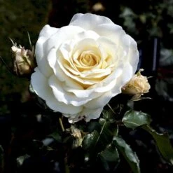 'José Carreras'™ Rosa X 'José Carreras'™ (Storblomstrende) A-Kvalitet,- Barrods Roser Min. 3 Grene -Sirius Butik p2047 51308 rosa x jose carreras storblomstrende d90a