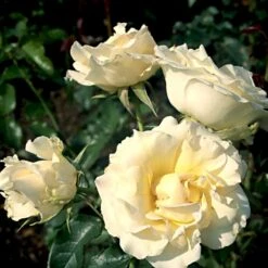'Kaj Munk'™ Rosa X 'Kaj Munk'™ (storblomstrende) A-Kvalitet,- Barrods Roser Min. 3 Grene 8 'Kaj Munk'™ Rosa X 'Kaj Munk'™ (storblomstrende) A-Kvalitet,- Barrods Roser Min. 3 Grene -Sirius Butik p2048 51310 rosa x kaj munk storblomstrende c919