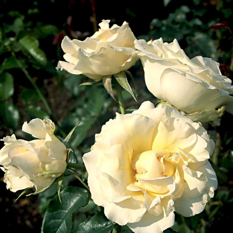 'Kaj Munk'™ Rosa X 'Kaj Munk'™ (storblomstrende) A-Kvalitet,- Barrods Roser Min. 3 Grene 3 'Kaj Munk'™ Rosa X 'Kaj Munk'™ (storblomstrende) A-Kvalitet,- Barrods Roser Min. 3 Grene - Billede 3