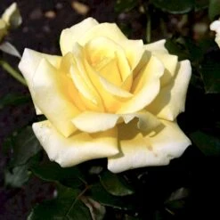 'Kaj Munk'™ Rosa X 'Kaj Munk'™ (storblomstrende) A-Kvalitet,- Barrods Roser Min. 3 Grene 9 'Kaj Munk'™ Rosa X 'Kaj Munk'™ (storblomstrende) A-Kvalitet,- Barrods Roser Min. 3 Grene -Sirius Butik p2048 51311 rosa x kaj munk storblomstrende 2ef7