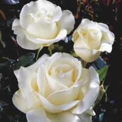 'Karen Blixen'™ Rosa X 'Karen Blixen'™ (Storblomstrende) A-Kvalitet,- Barrods Roser Min. 3 Grene