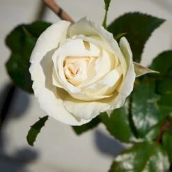 'Karen Blixen'™ Rosa X 'Karen Blixen'™ (Storblomstrende) A-Kvalitet,- Barrods Roser Min. 3 Grene -Sirius Butik p2049 51313 rosa x karen blixen storblomstrende d408