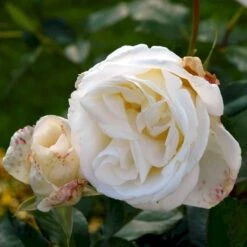 'Karen Blixen'™ Rosa X 'Karen Blixen'™ (Storblomstrende) A-Kvalitet,- Barrods Roser Min. 3 Grene -Sirius Butik p2049 51315 rosa x karen blixen storblomstrende 0916