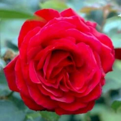 'Leonora Christine'® Rosa X 'Leonora Christine'® (Storblomstrende) A-Kvalitet,- Barrods Roser Min. 3 Grene